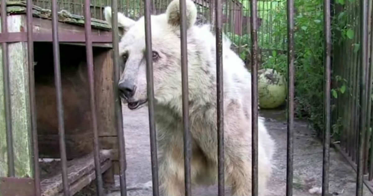 For 30 years the bear was held in a cage – now look at her eyes when the grid opens