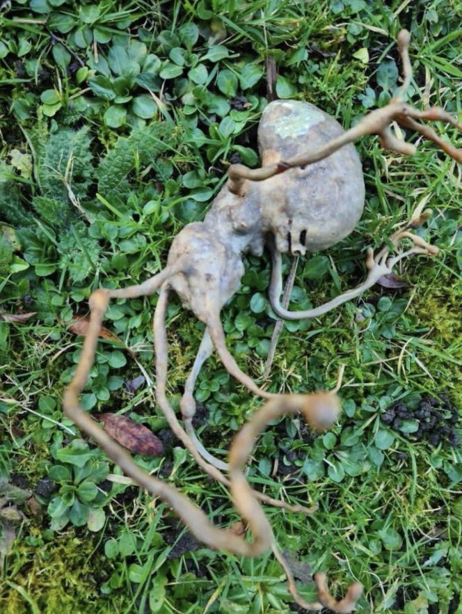 Neighbor finds ‘alien’ object in their backyard that has the internet stumped