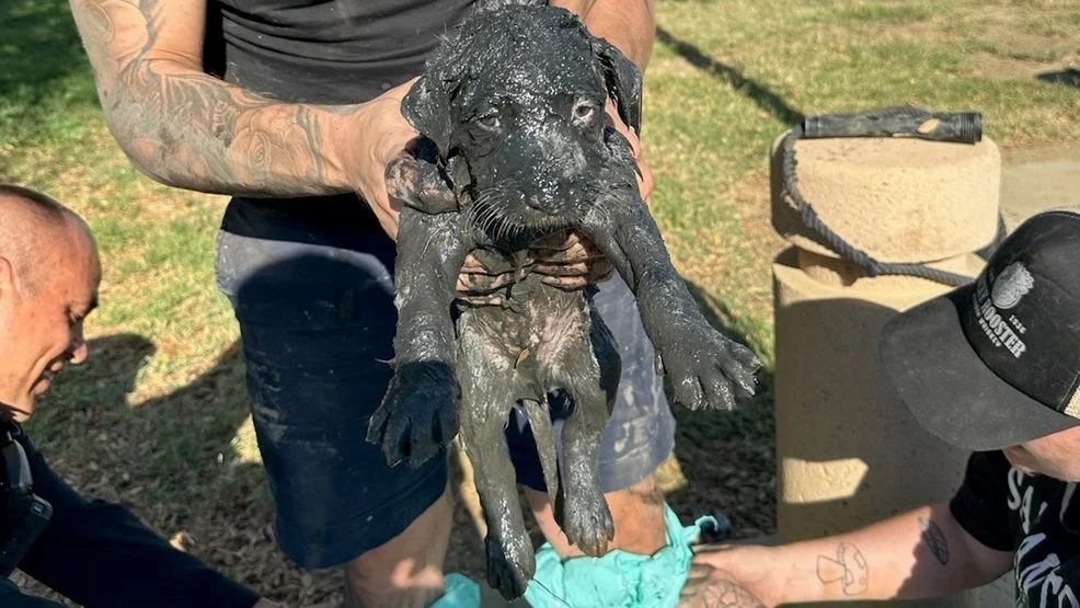 Police officer climbs into mucky sewer to save trapped dog