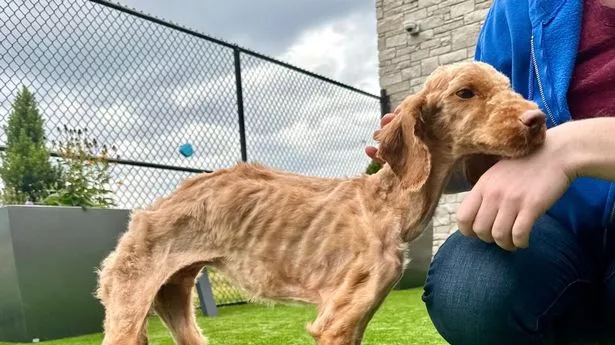 Neglected dog arrived at shelter nearly starved to death — now he’s living his best life