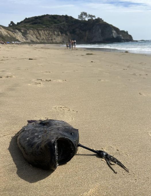 Strange creature washes ashore – when people realize what it is, it raises bone-chilling questions