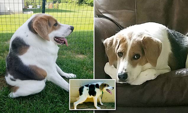 Dog born with extremely short spine & no neck finds a family who loves him just the way he is