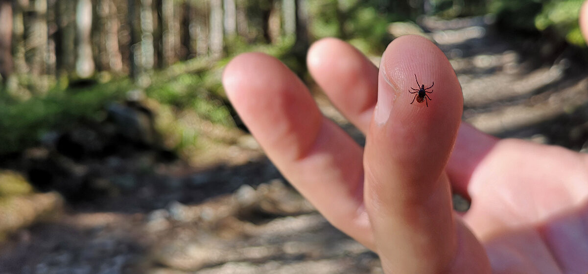 If you find a tick inside your home, here’s what you need to know