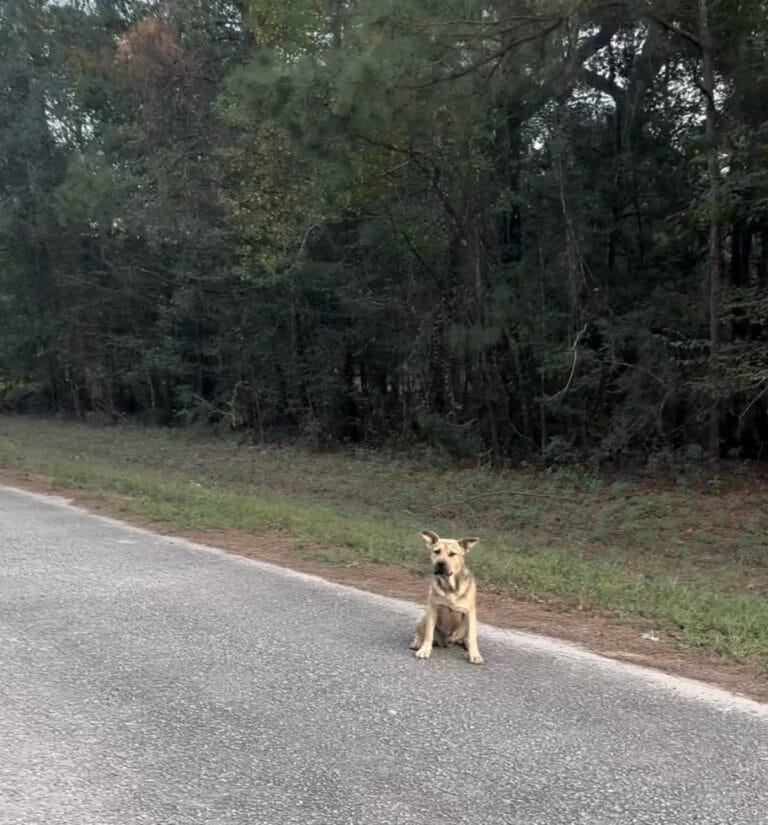 Stray dog waits outside animal sanctuary — sticks out his paw to ask for help