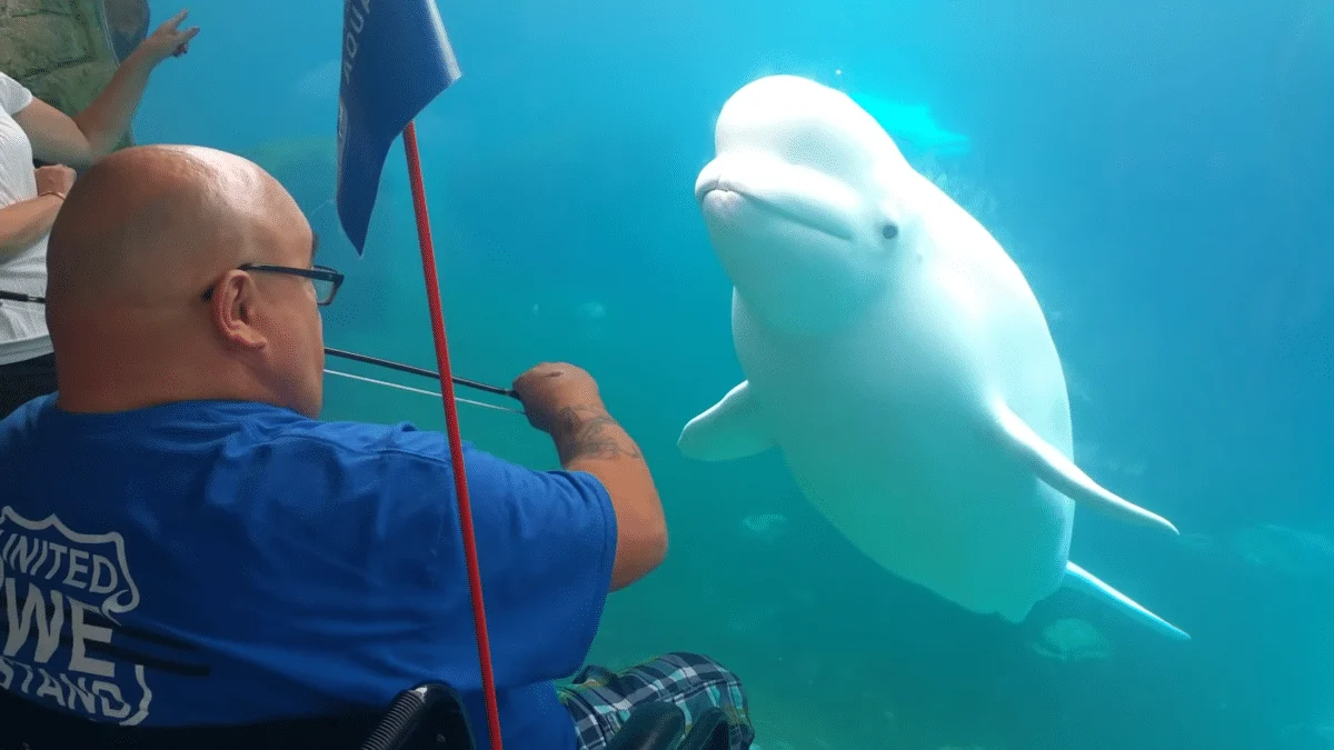 One Talented Musician Brought His Violin To A Beluga Whale Tank, And What Happened Next Blew The Minds Of Music Lovers Worldwide!