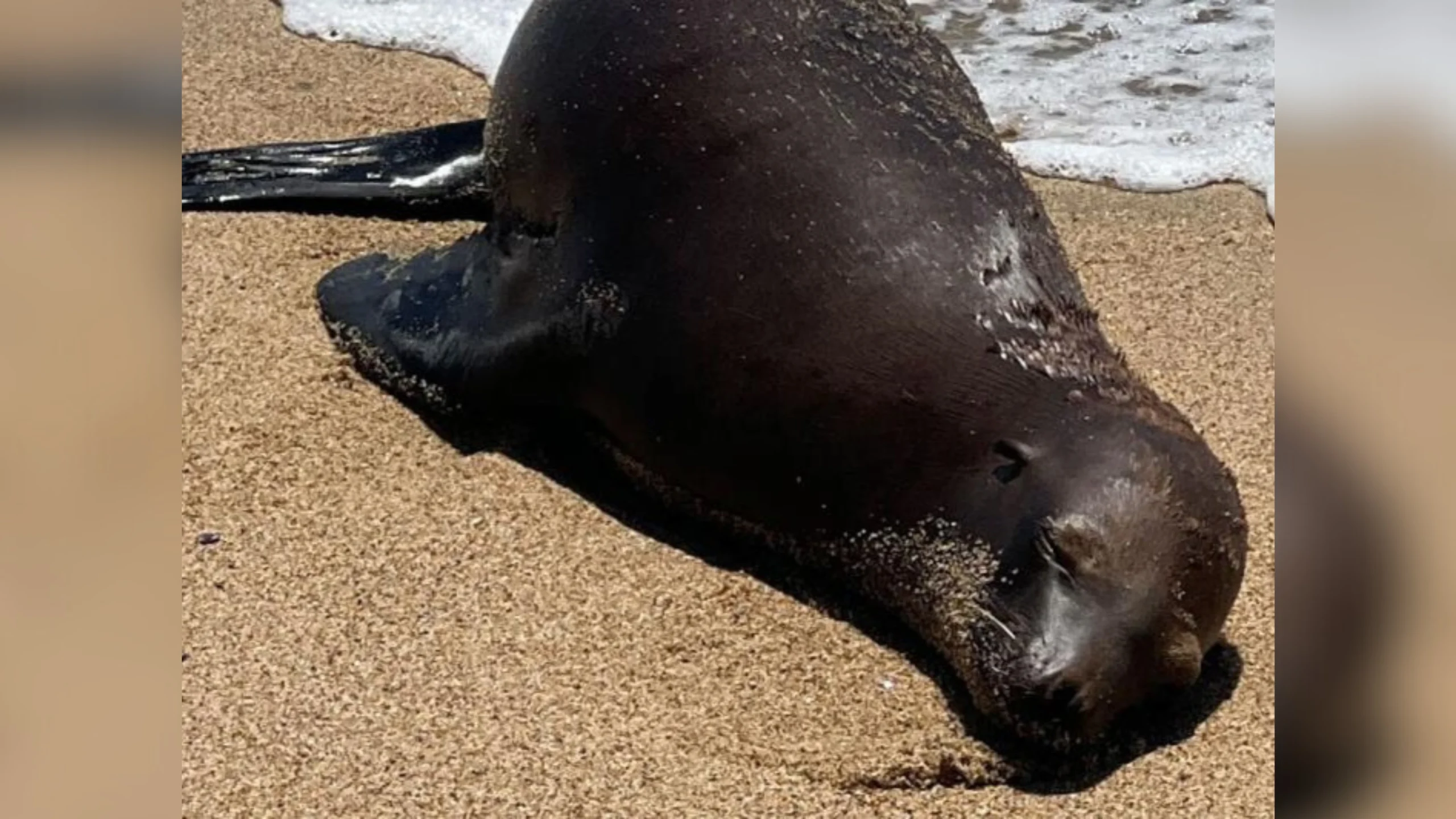 2-year-old sea lion fatally shot on OC beach; $20K reward offered for information