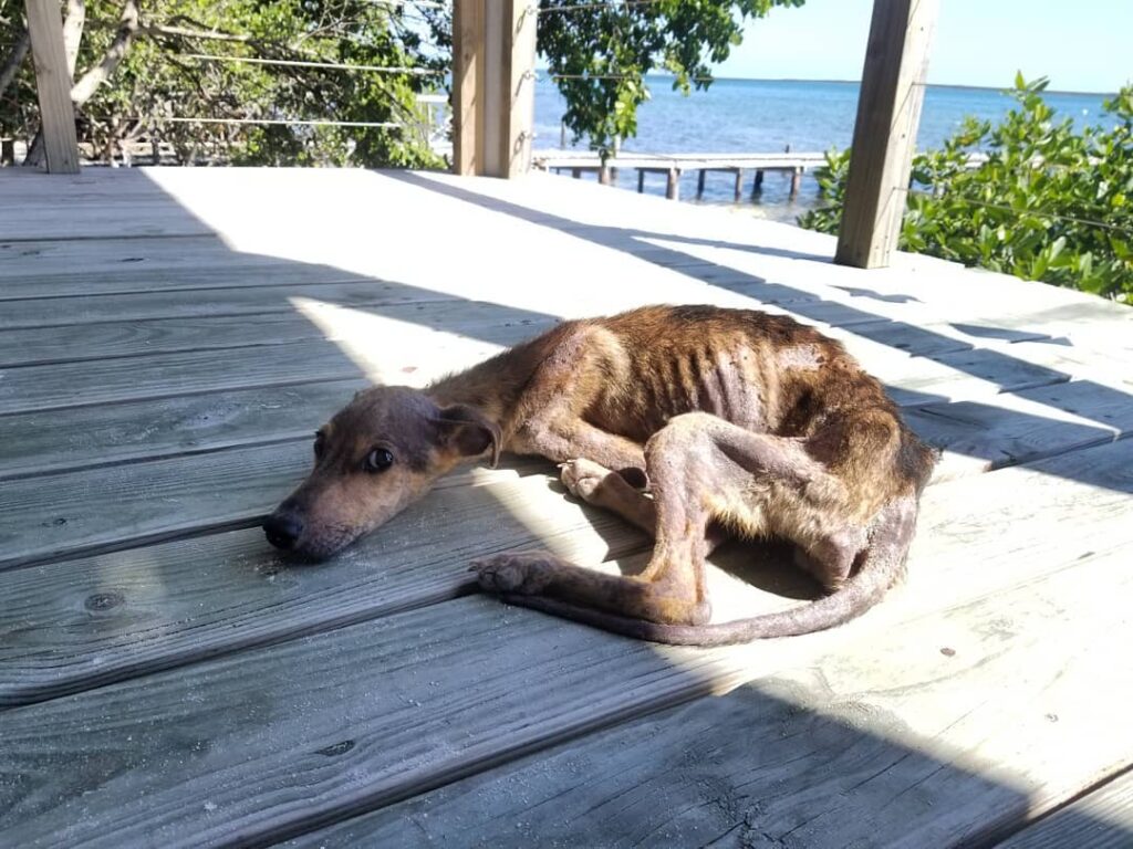 Starving dog found on desert island just days from death – traveler springs into action with only 48 hours to spare