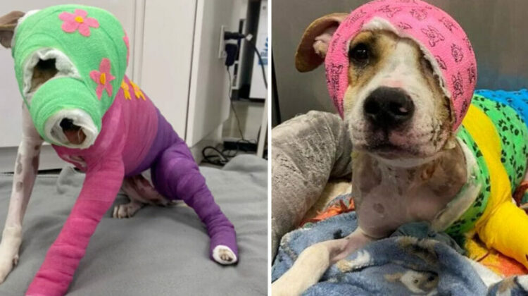 Riona was cruelly set on fire — after a year of recovery, she’s finally going to her new home