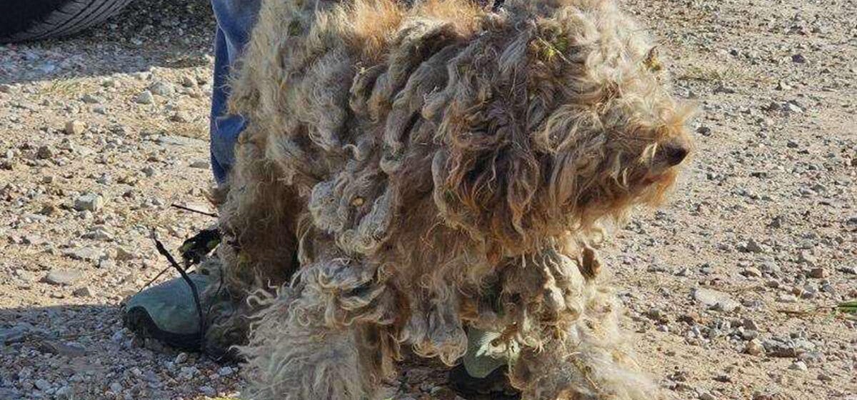 Matted poodle was on the loose for 8 months — now looks completely different after makeover