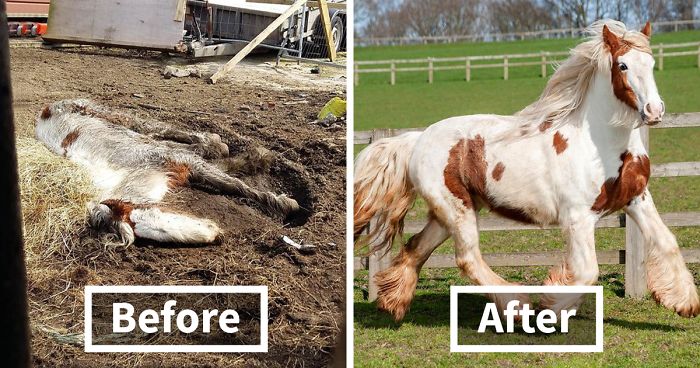 Starving horse Heidi is dumped in mud and left to die – volunteers save her and now she’s winning awards