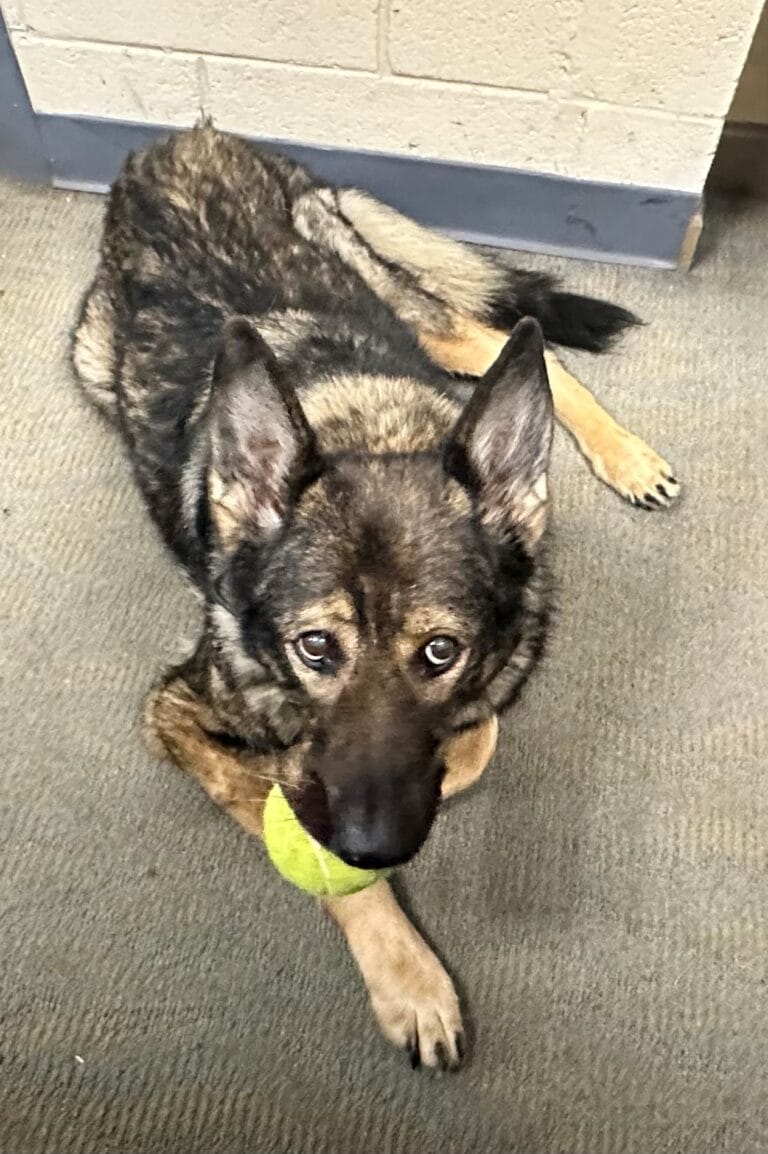 Police officers line up to salute K9 with terminal cancer on her final walkout