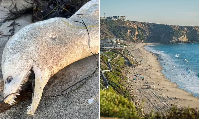 ‘Horrifyingly goofy’ creature washes onto Southern California beach