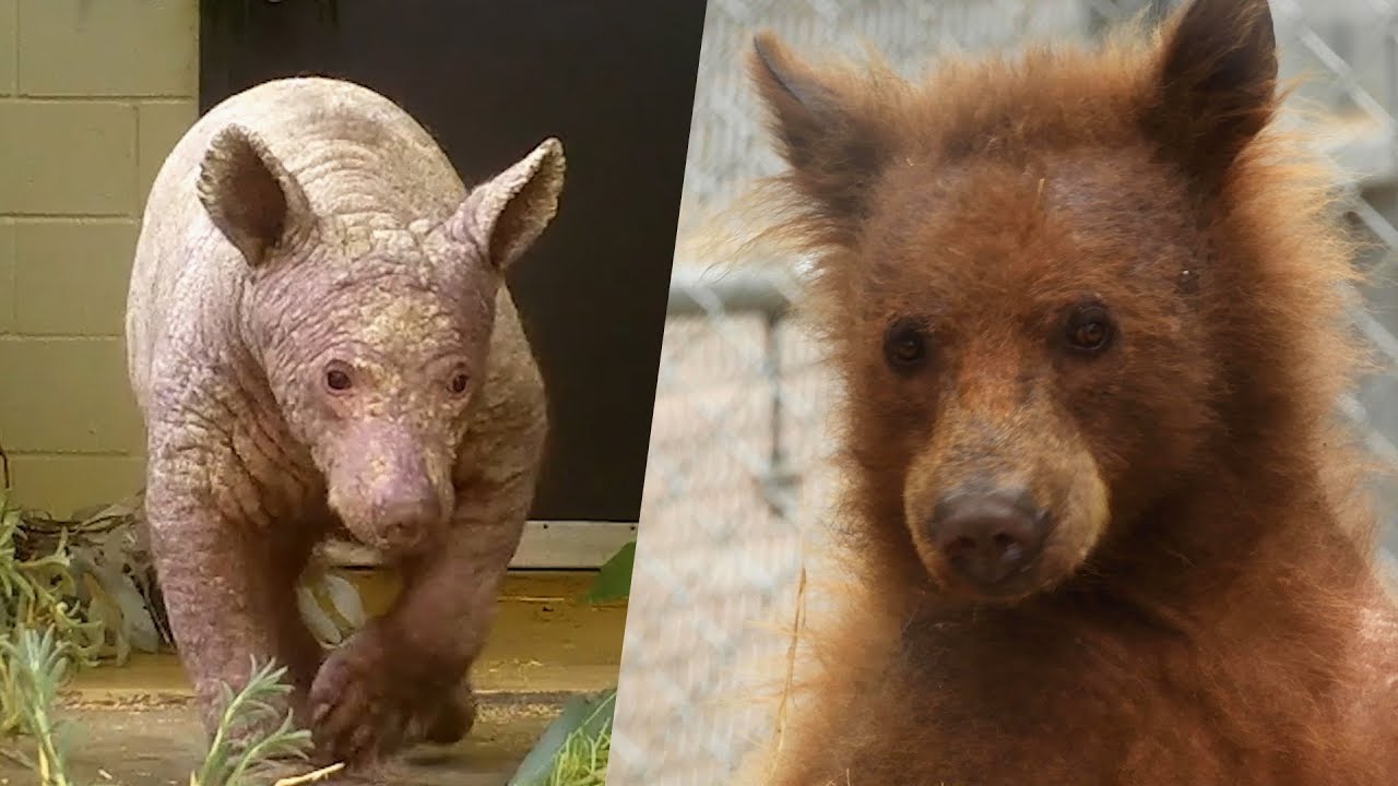 Young black bear with no fur found in dumpster – just look at her transformation 1 year later