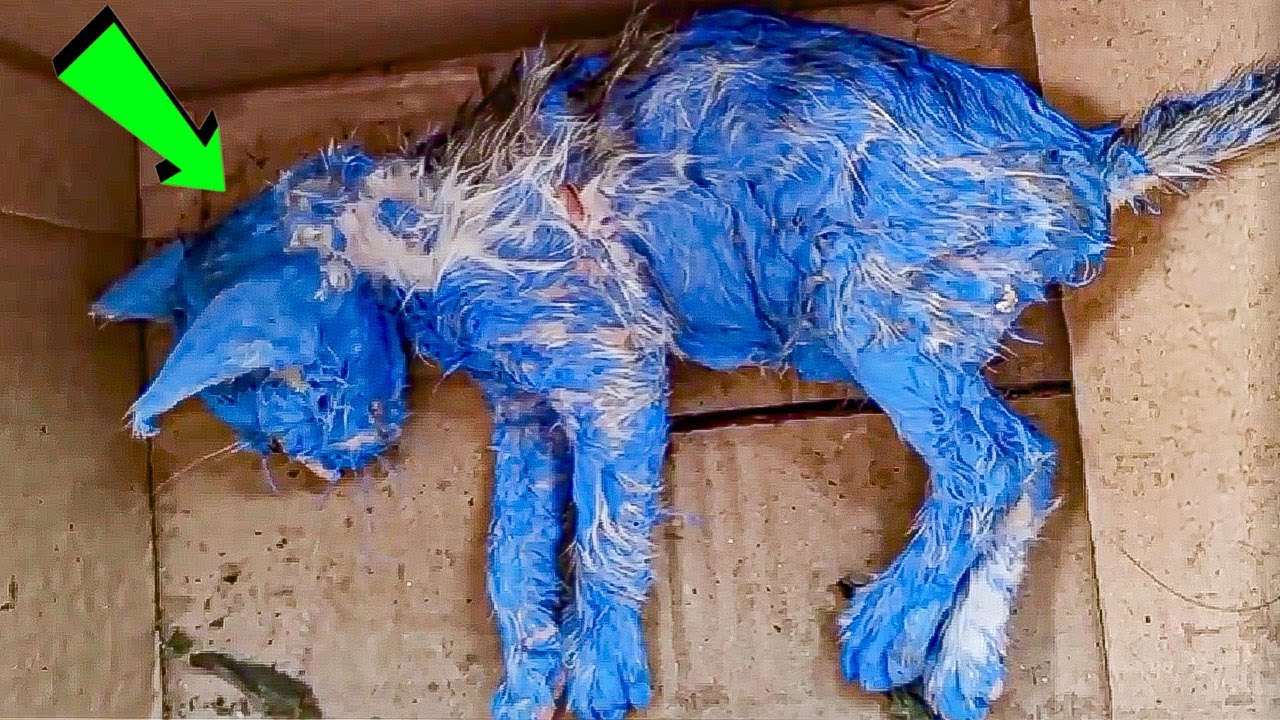 Kitten was dyed with toxic blue paint and left in the rain — rescuers help her make a stunning transformation