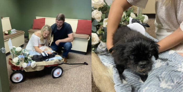 Couple gets married at the vet so elderly dog can be there for their wedding