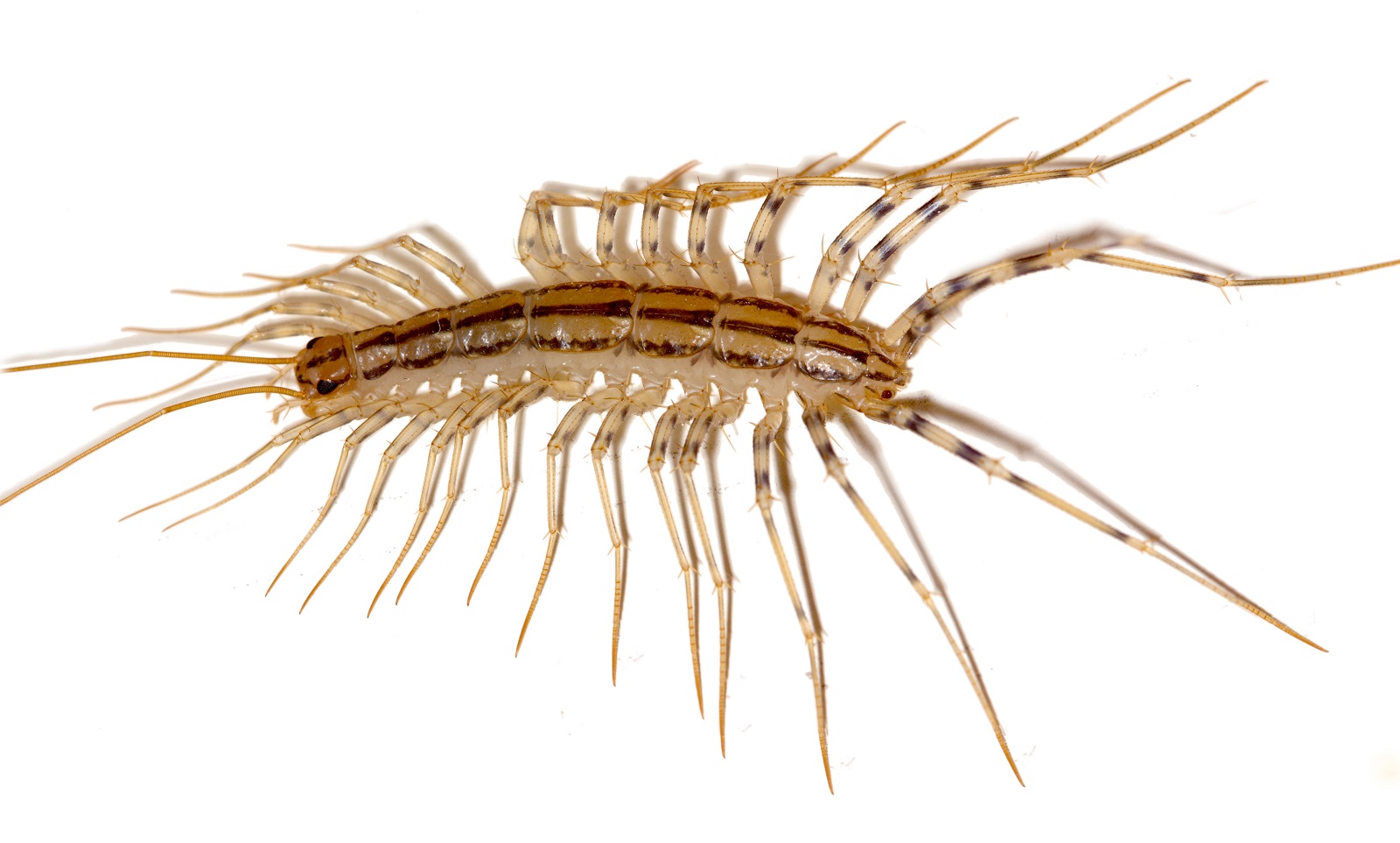 Why you should never kill a house centipede if you find one inside your house