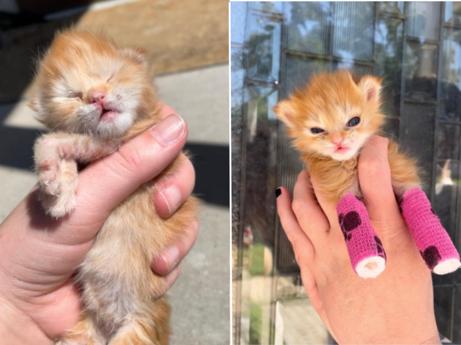 Tater Tot, rescue kitten with malformed paws who inspired internet, has died — rest in peace